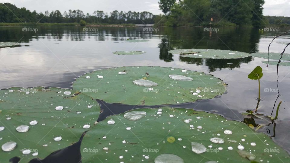 lotus pads with water