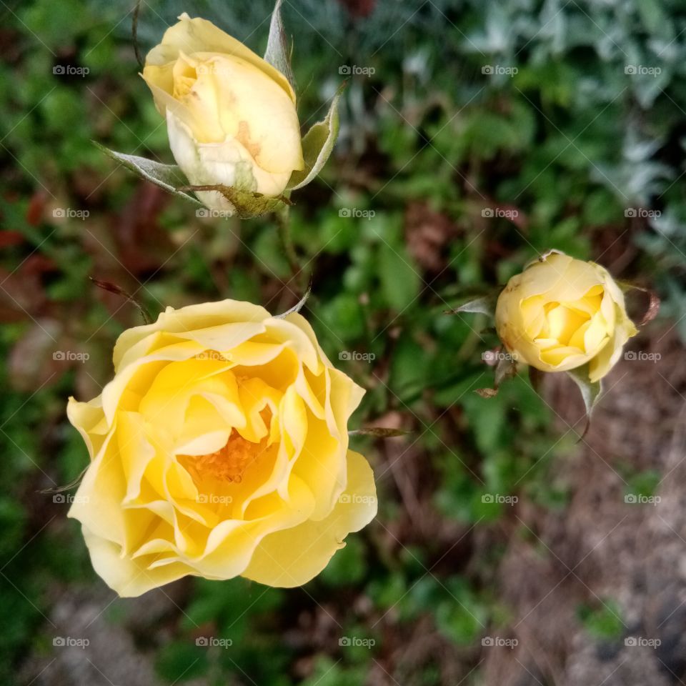 Yellow Rose