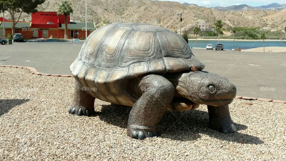 Turtle, Bullhead City, AZ