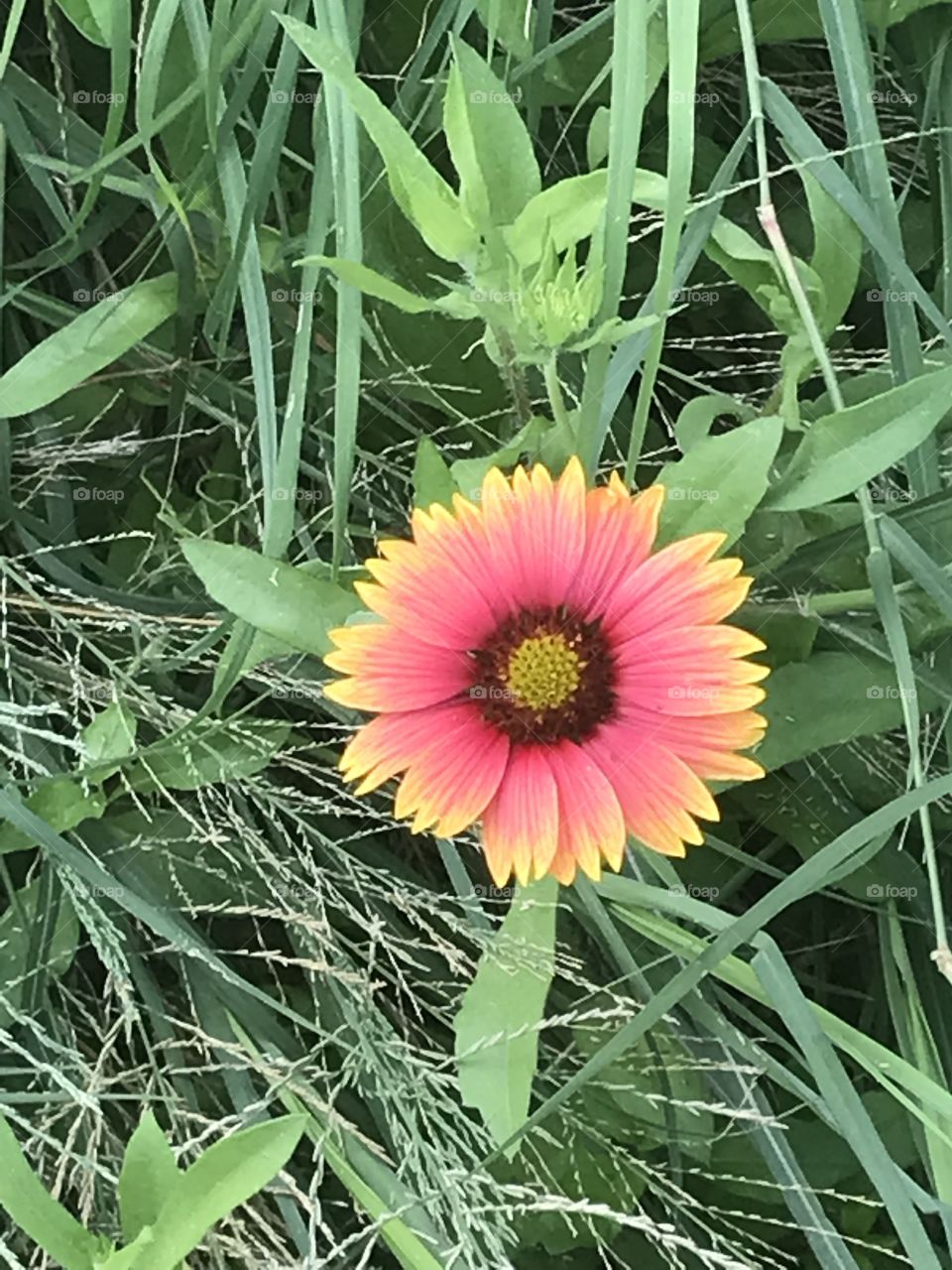Vibrant flower