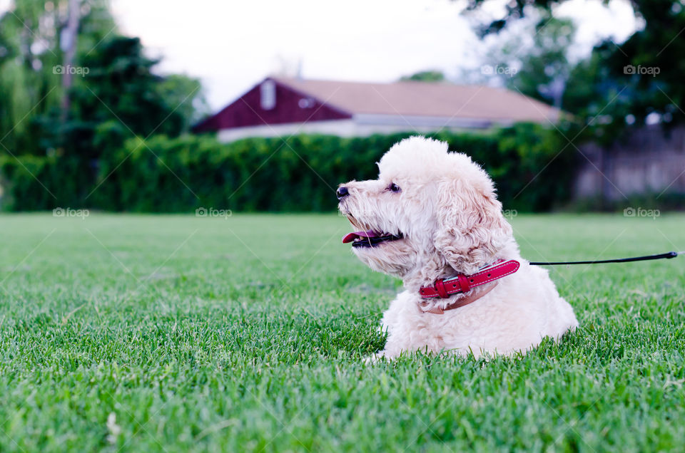 Grass, Field, Lawn, Dog, Hayfield