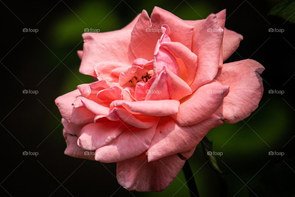 Pink Rose