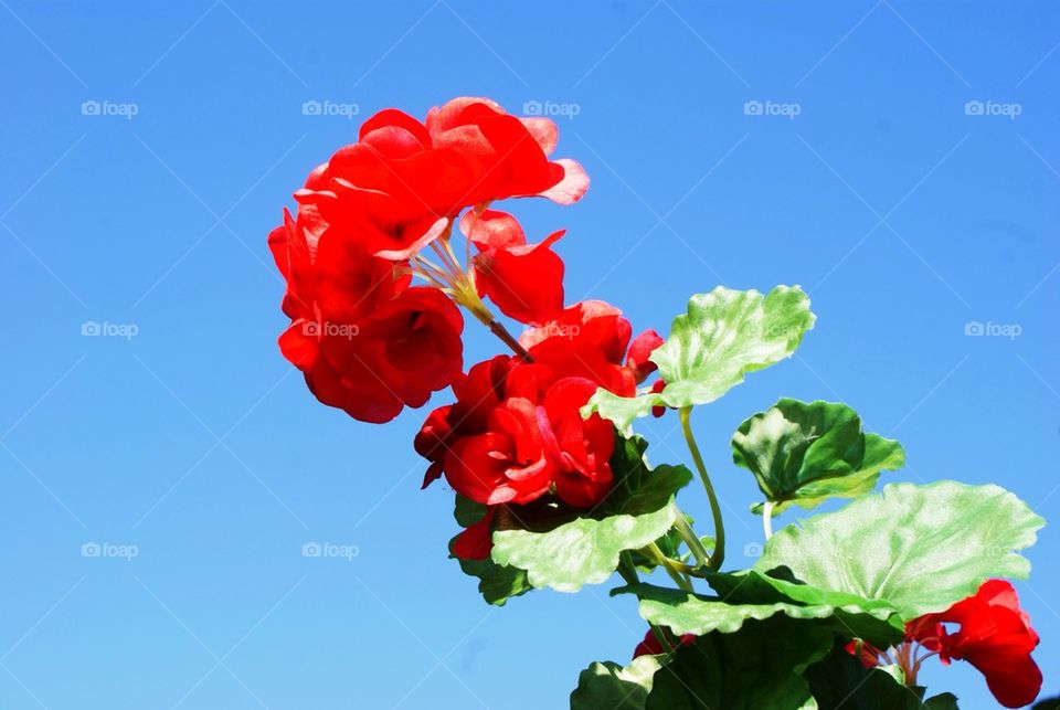 Flower and sky