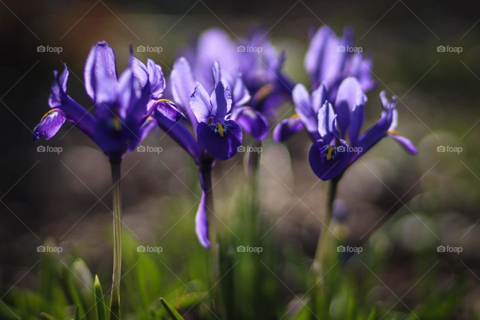 Beautiful irises