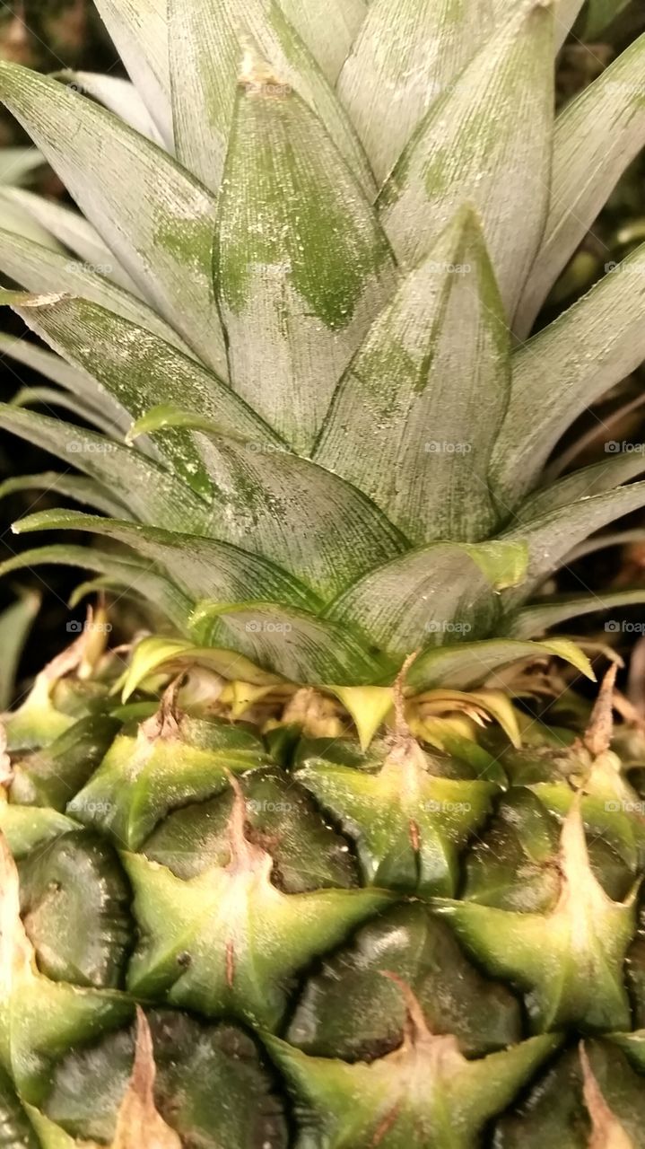 big pineapple. close shot of a pineapple