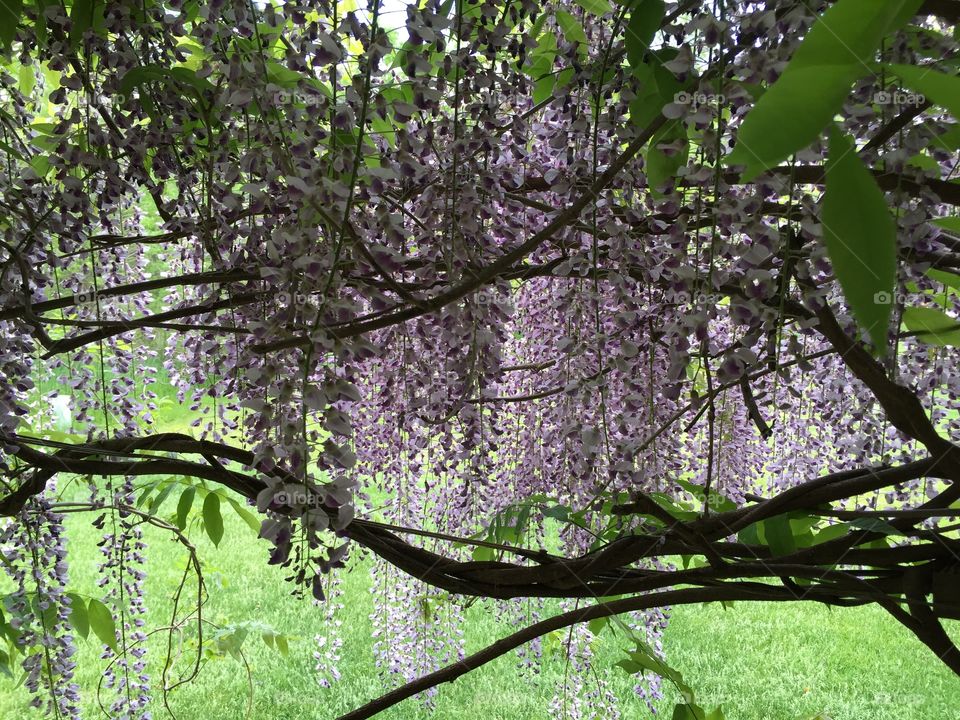 Beneath the wisteria