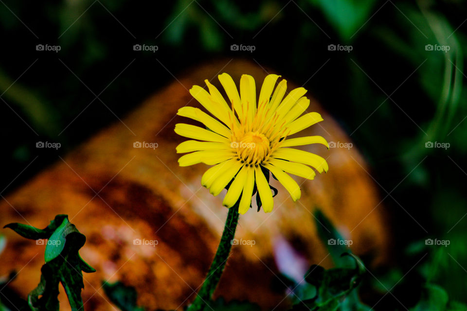 dandelion