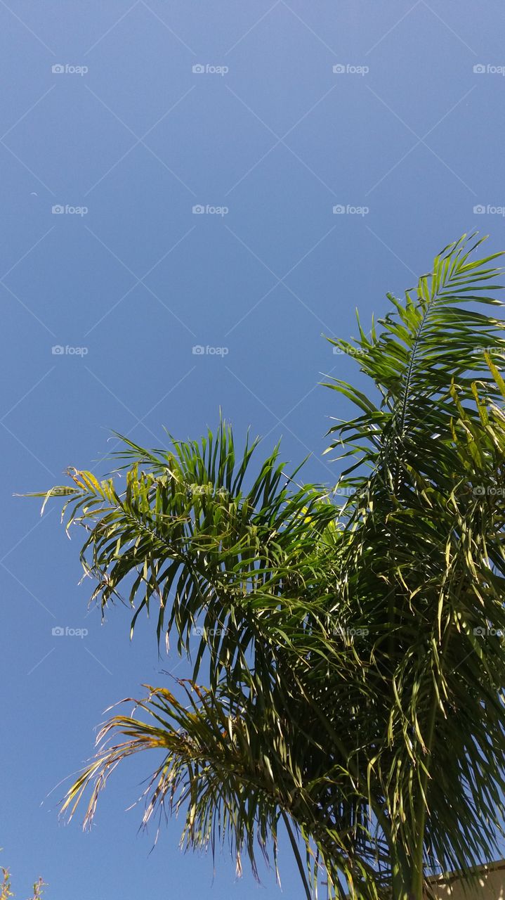 palmeira sob o céu azul