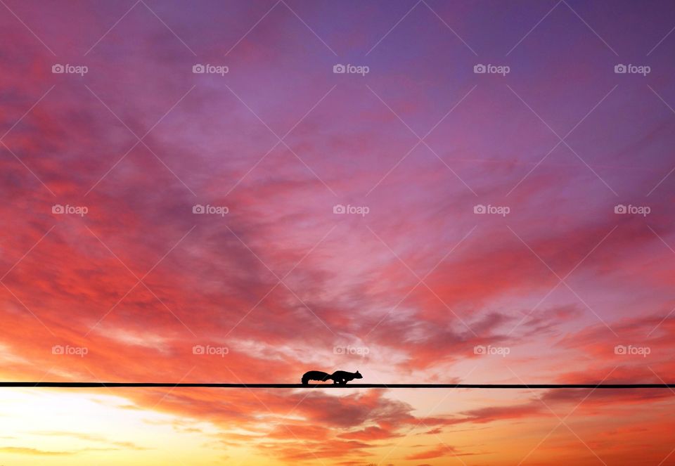 Squirrel running through electricity wire against pink sunset