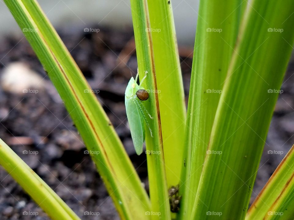 Green insect on green leaf.