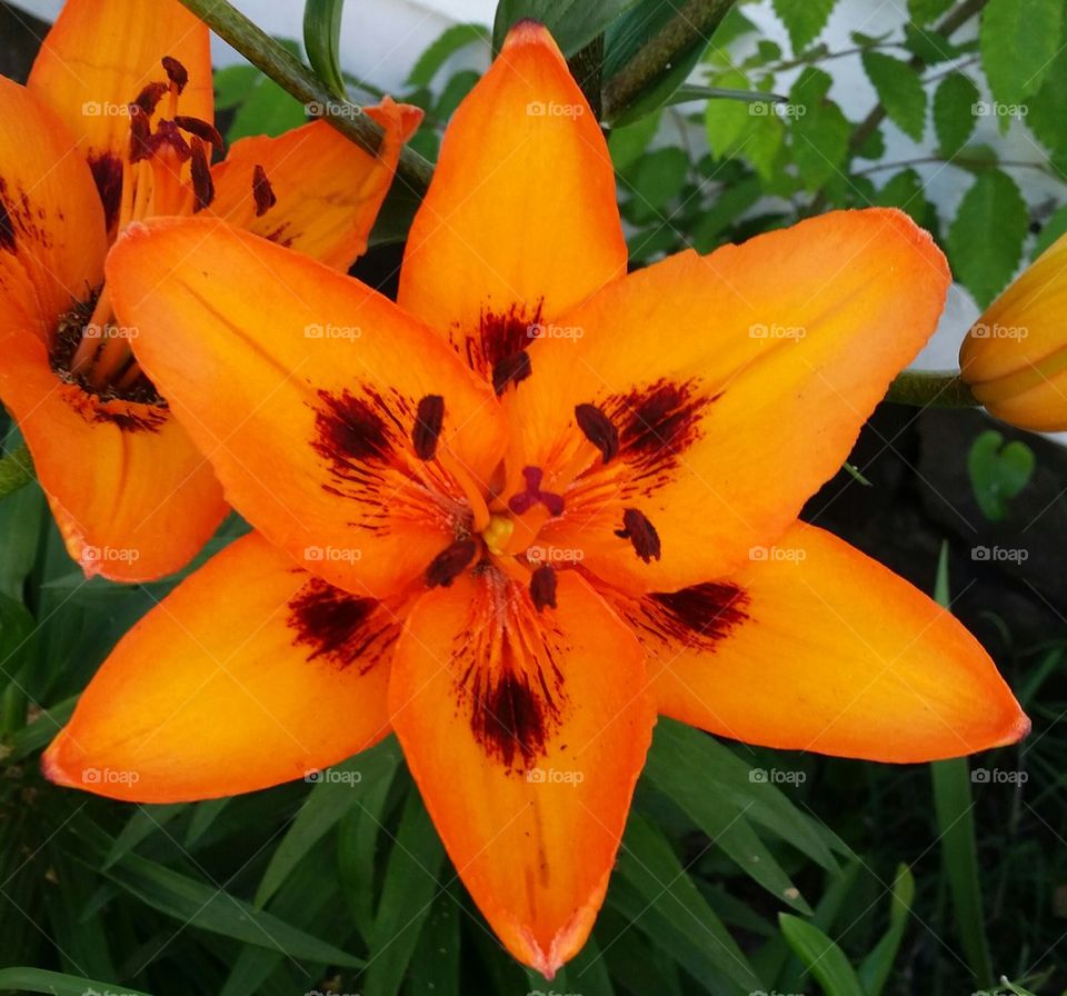 orange Asiatic Lilies