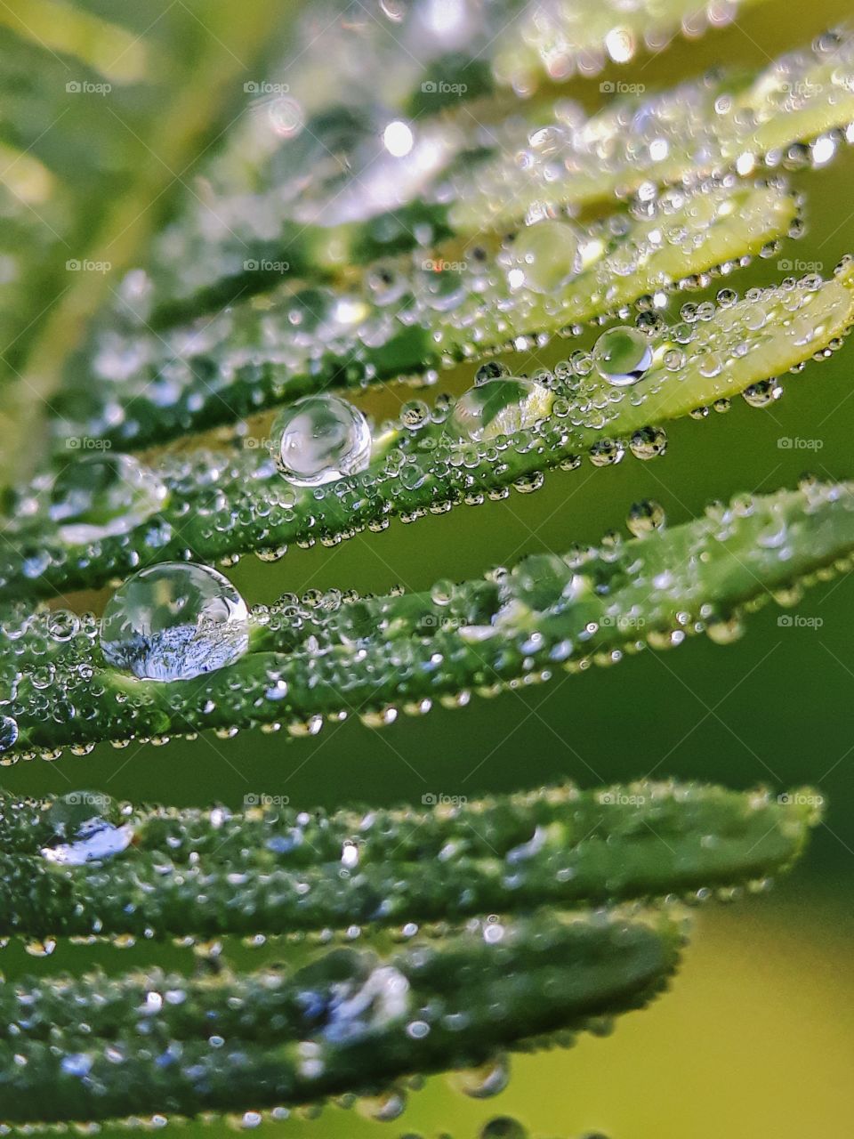 dew on fern leaf