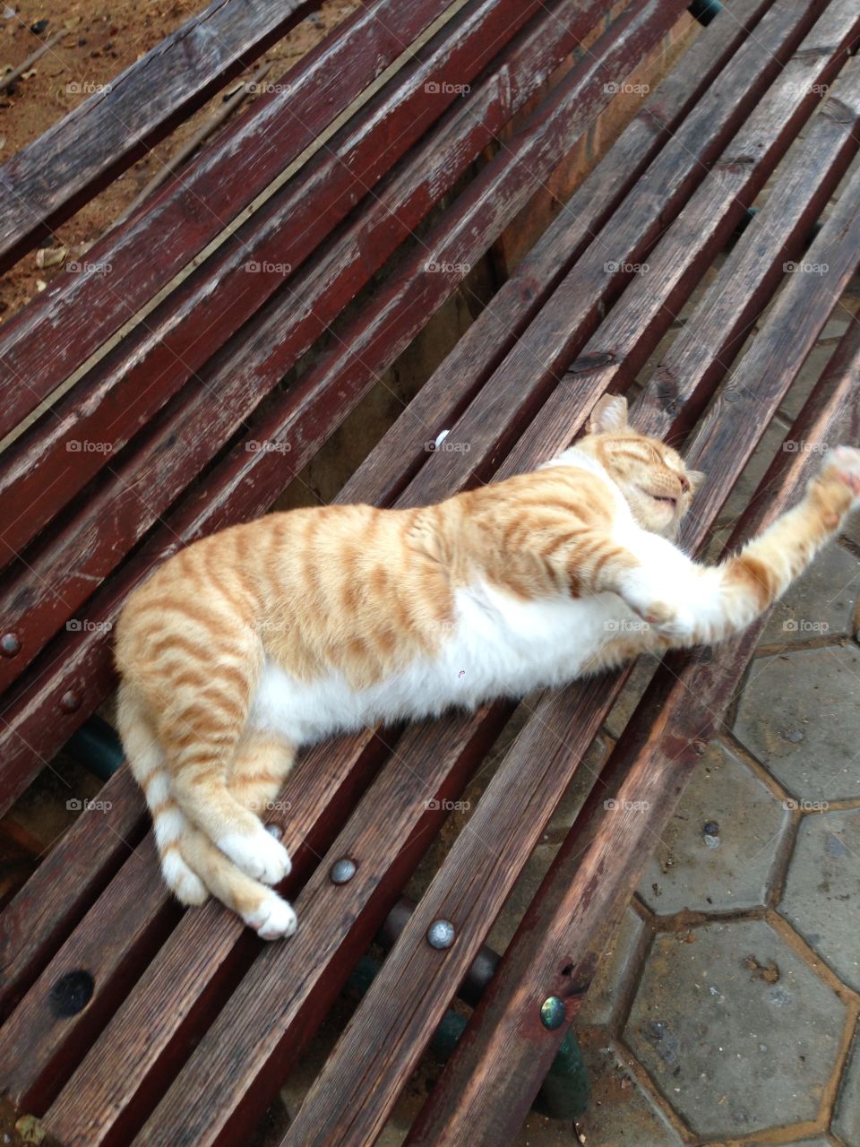 Stretching happy cat 