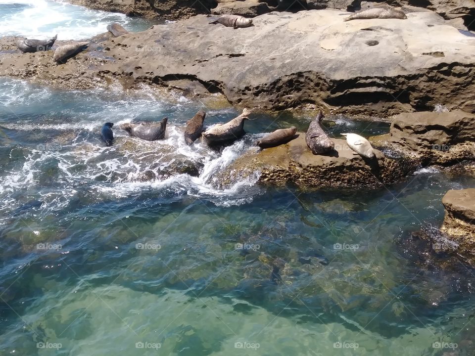 Seals at La Jola California