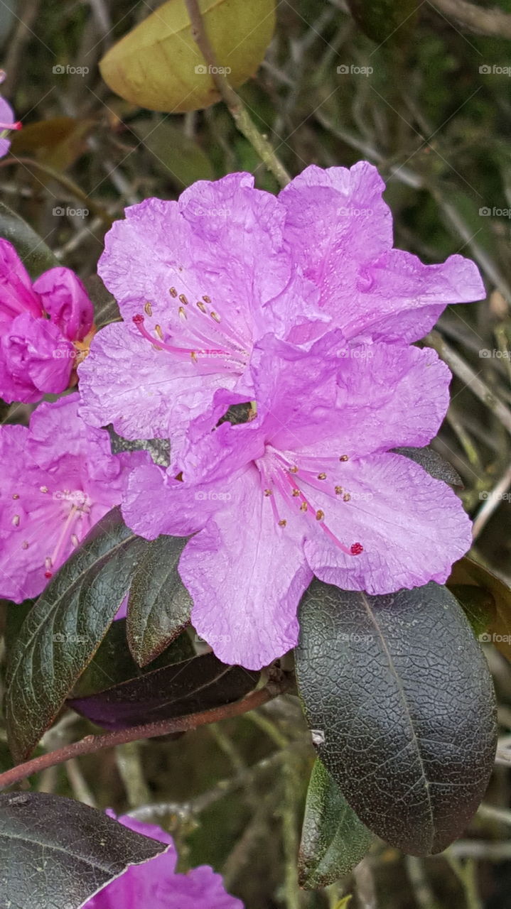 pink flowers