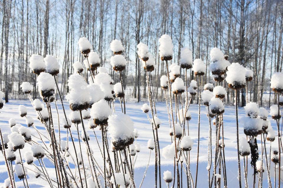 Snow covered plants after snow storm 