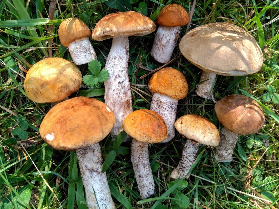 orange cap boletus mushroom on a green grass in the forest background