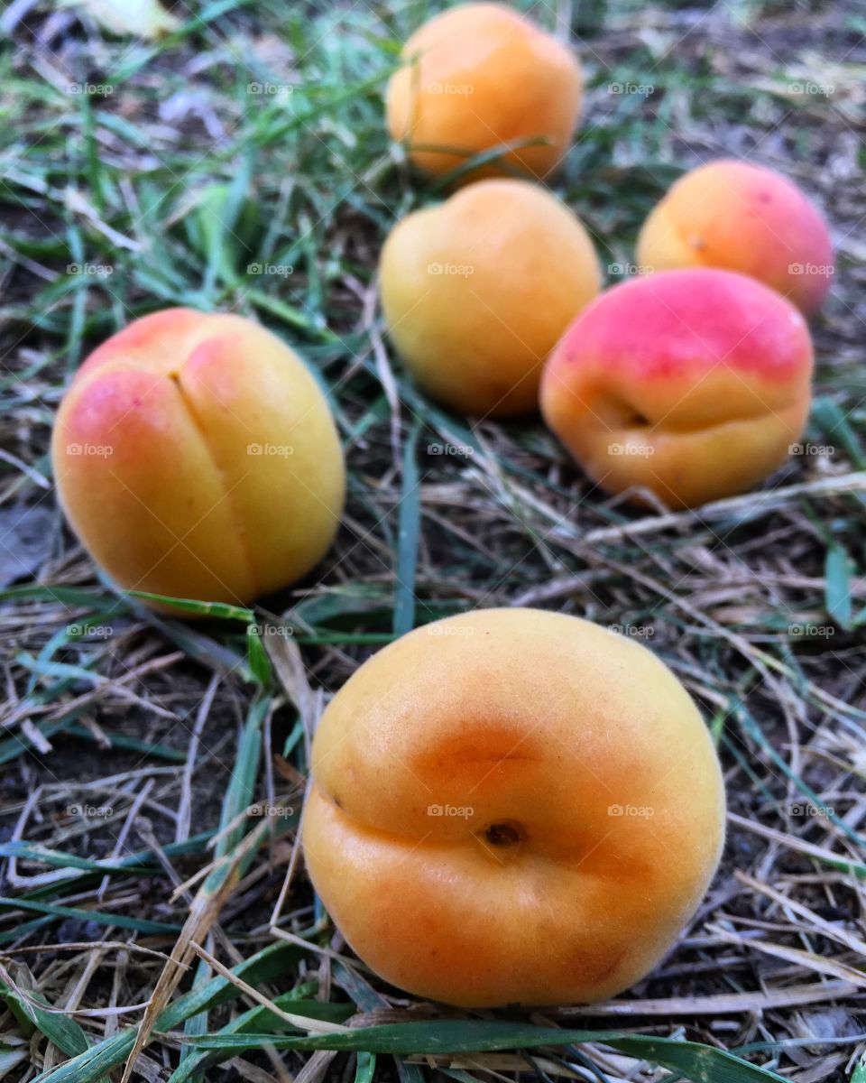 Ripe apricots on the grass