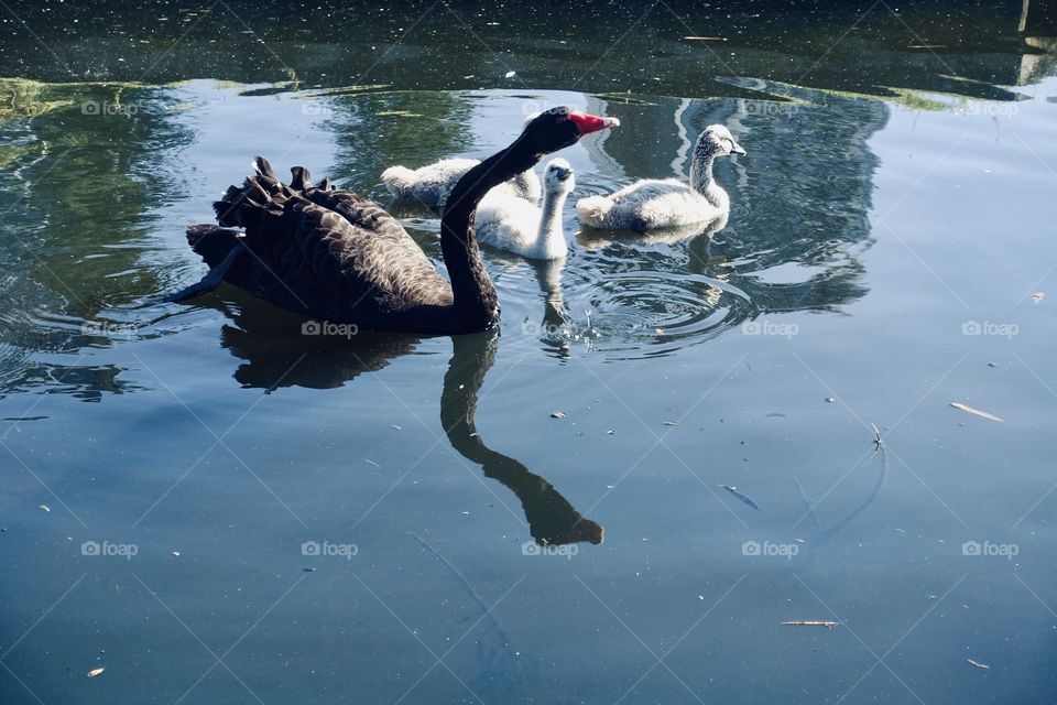 Black swan family.