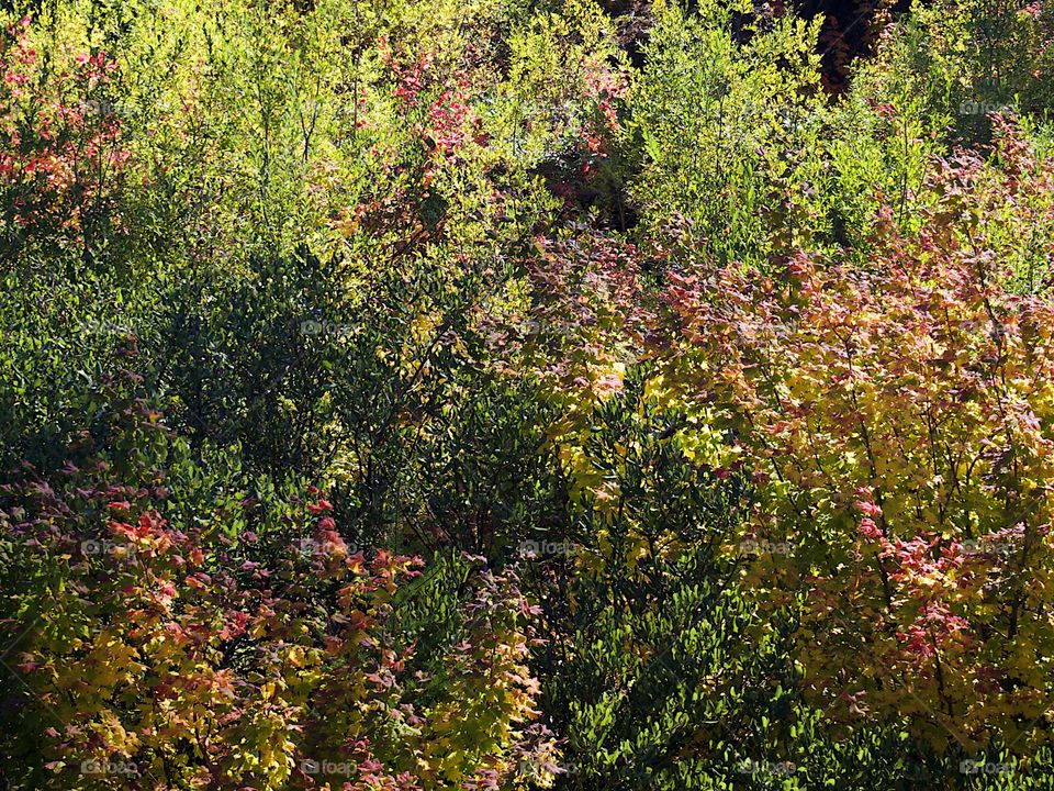 Bright red, orange, and yellow foliage on the forest floor in the woods of Oregon on a sunny fall day. 