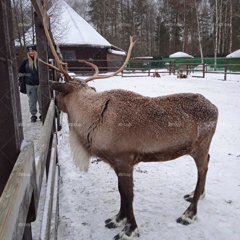 young reindeer