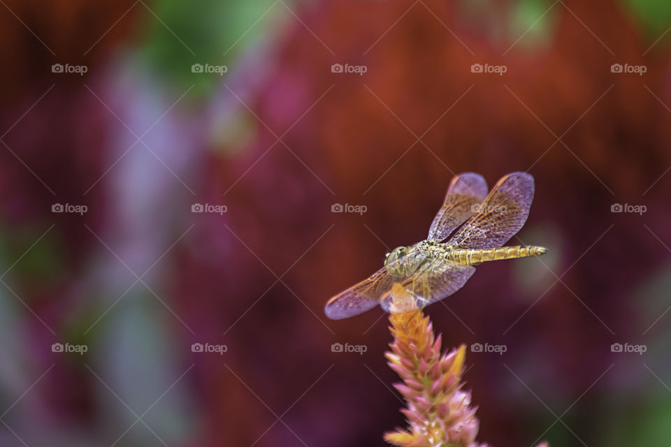 The dragonfly on Celosia argentea L. cv. Plumosa flower in garden