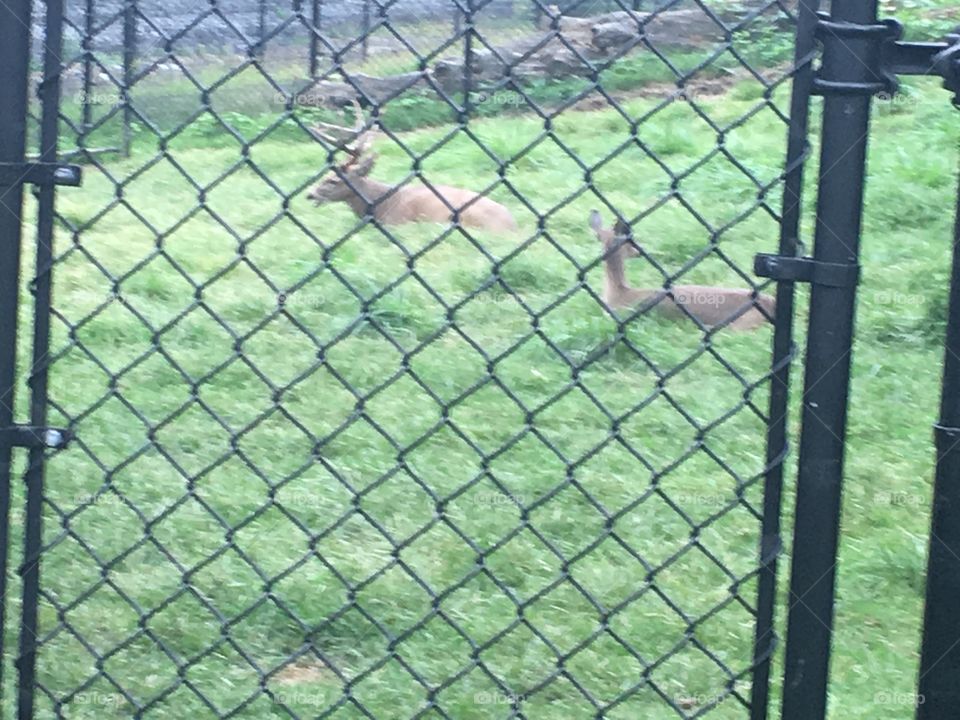 Fence, No Person, Enclosure, Grass, Security