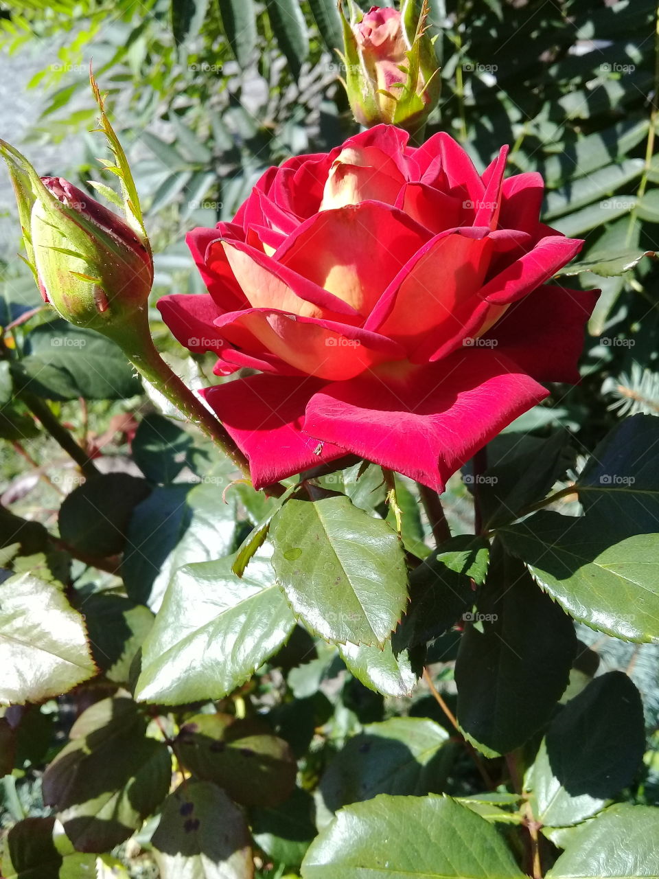 My rose.