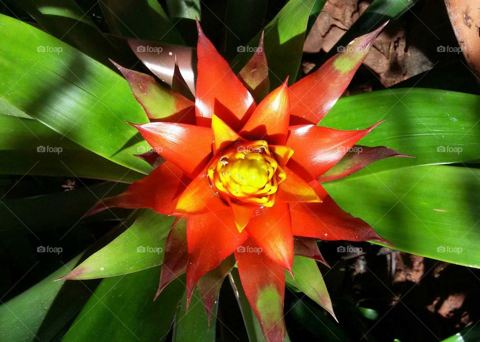 Red, yellow and green bromeliad