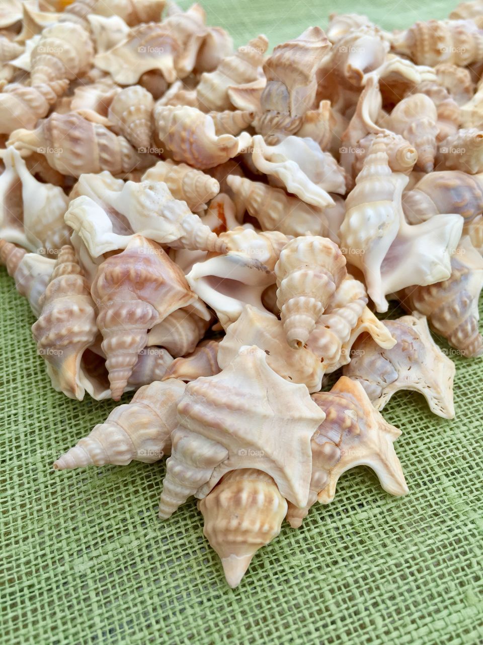 Small shells close up