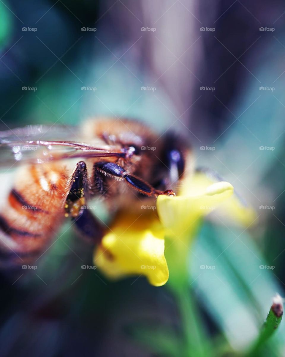 bee