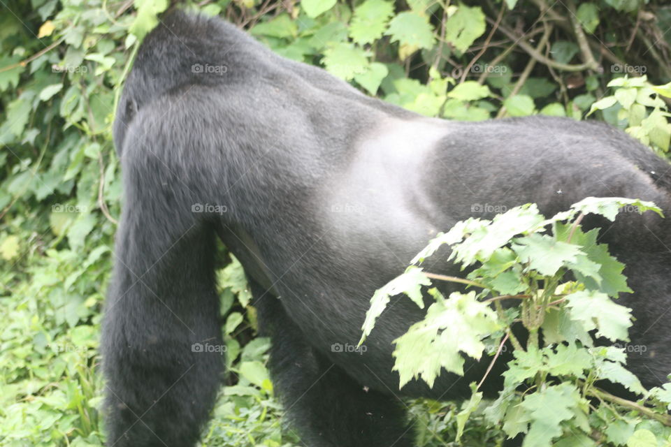 Silverback gorilla, Uganda, Africa 