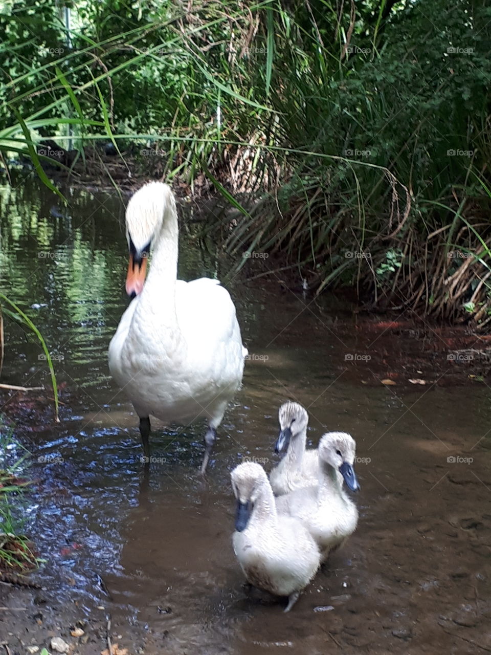 Mother Swan With Cygnets