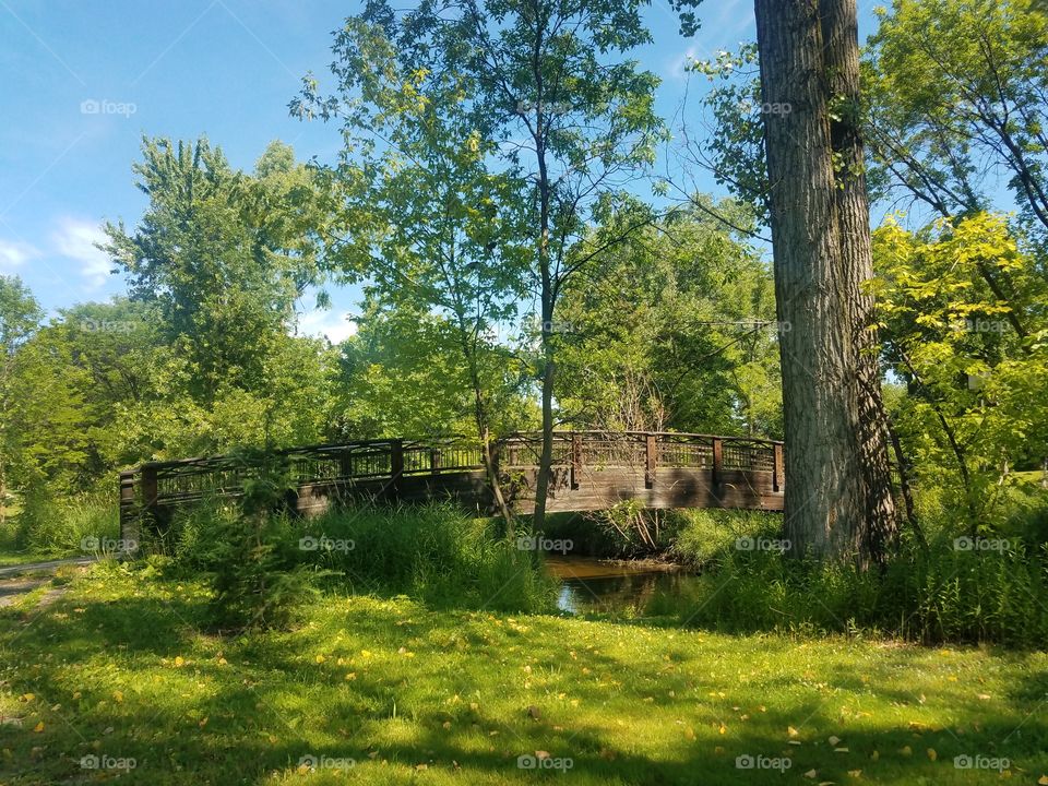 Tree, Wood, Landscape, Nature, Grass