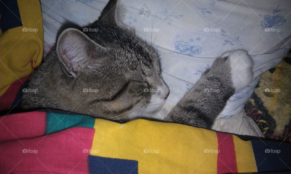 pet cat sleeps under the blanket