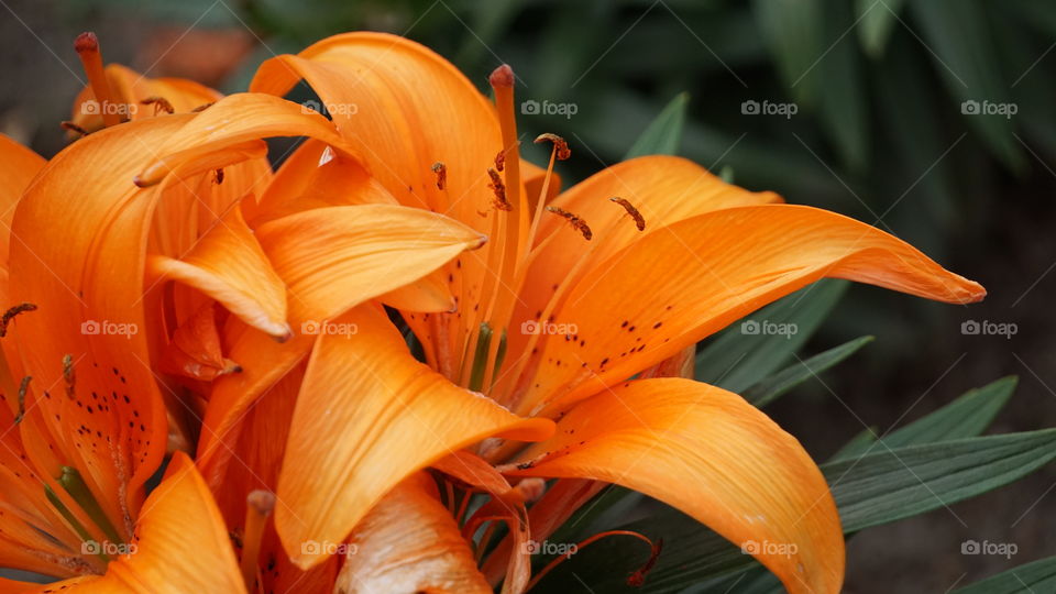 Orange lily flower blooming at outdoors