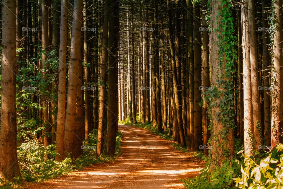 Beautiful forest
