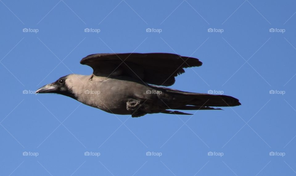 Crow in flight