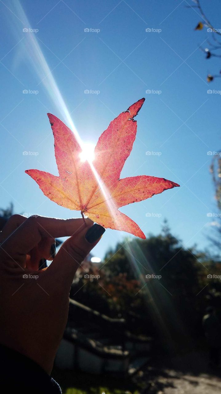 hand holding maple leaf