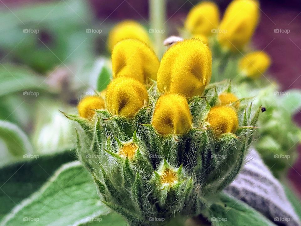 Jurusalem sage plant with bright fuzzy yellow unique flowers