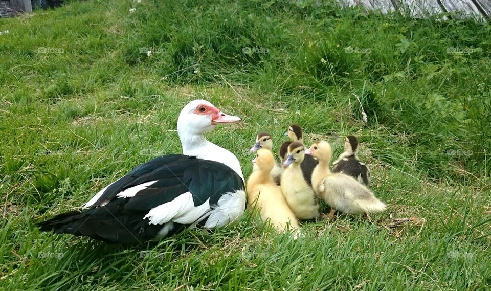 A mother duck and her ducklings