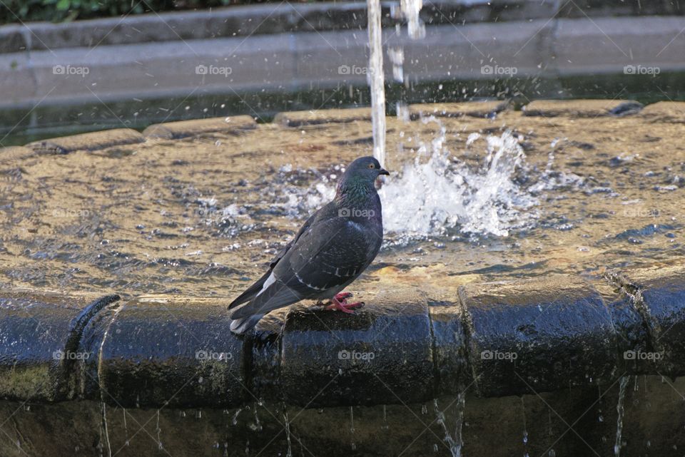 Fountain & Pigeon 