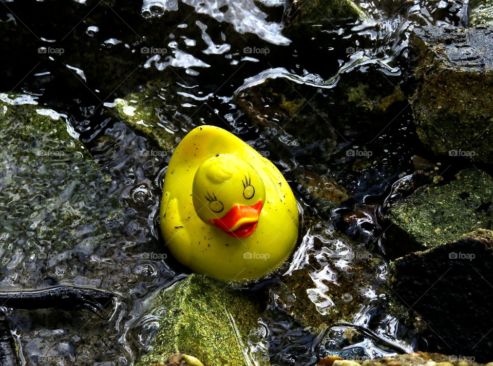 Washed up rubber duckie