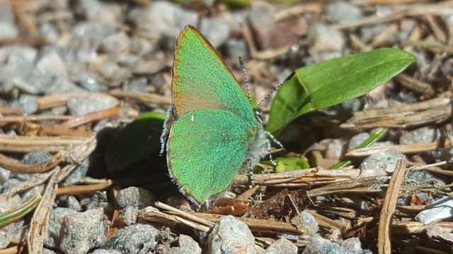 Green butterfly