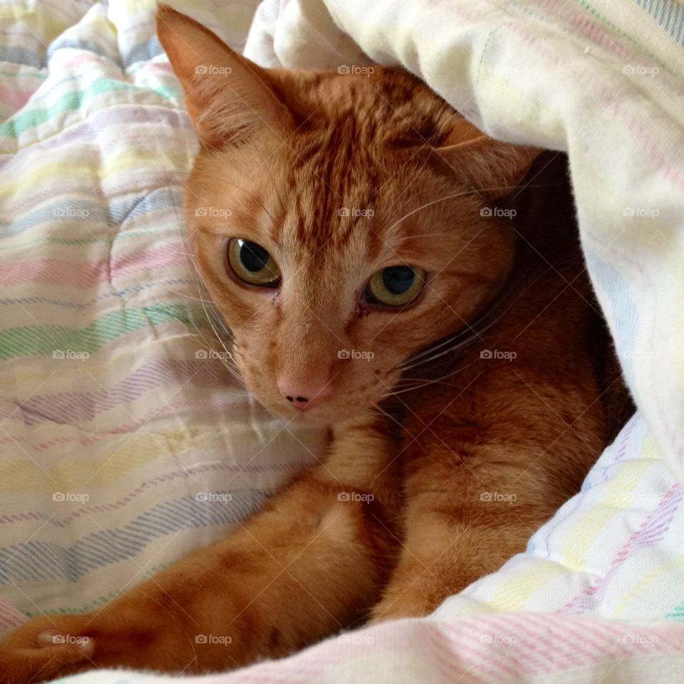 Cat partially covered by blanket in bed
