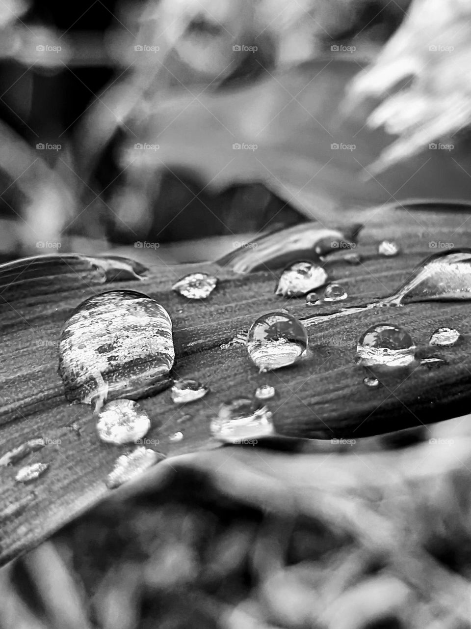 dew on the leaves😁