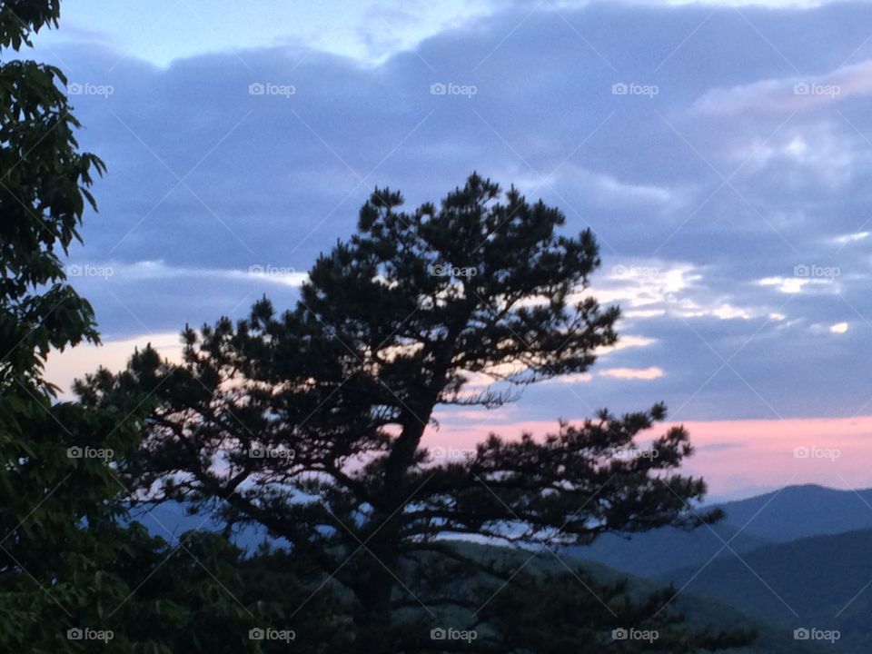 Tree, No Person, Landscape, Conifer, Nature