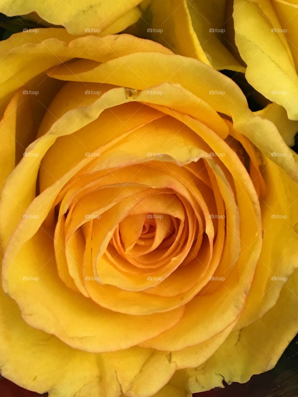 Yellow Rose close up