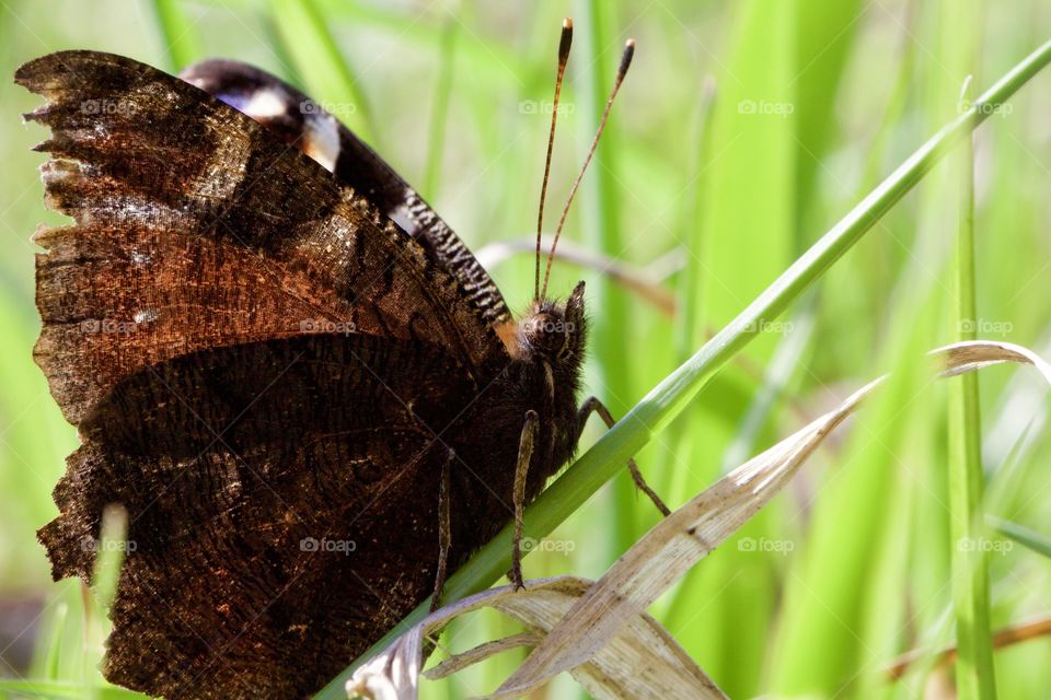 Butterfly Macro