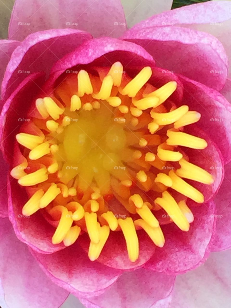 Water Lilly Close Up